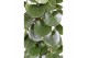 Cissus rotundifolia piramide 