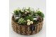 Arrangementen kerst ADV-2519W Advent creatie 6 pp 