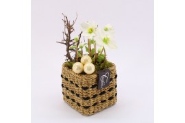 Arrangementen helleborus NHCR-2501 Verboom Helleborus 1 pp