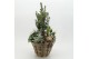 Arrangementen tuinplanten ODXM-2543 Xmas Outdoor 5 pp 