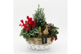 Arrangementen tuinplanten ODXM-2527 Xmas Outdoor 4 pp