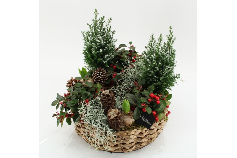 Arrangementen tuinplanten ODXM-2536 Xmas Outdoor 9 pp Arrangementen tuinplanten ODXM-2536 Xmas Outdoor 9 pp
