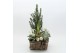 Arrangementen tuinplanten ODXM-2519 Xmas Outdoor 5 pp 