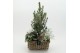Arrangementen tuinplanten ODXM-2541 Xmas Outdoor 3 pp 