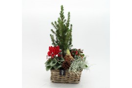 Arrangementen tuinplanten ODXM-2530 Xmas Outdoor 5 pp