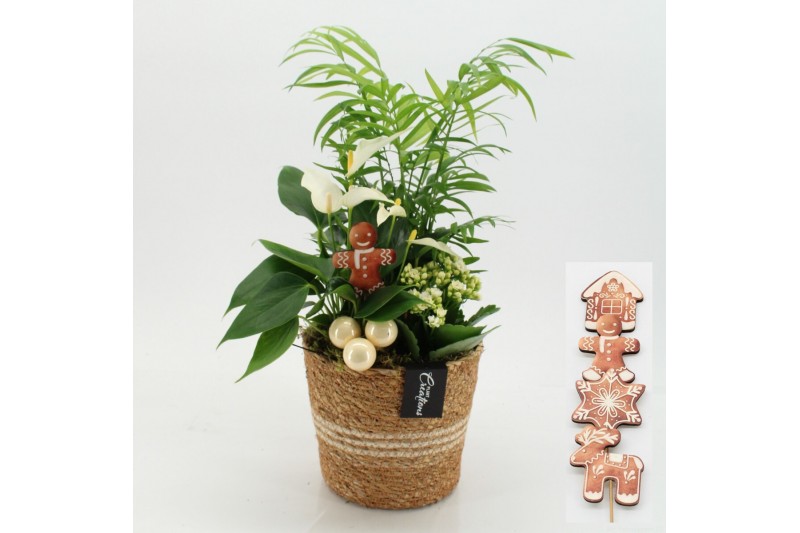 Arrangementen kerst XMASXL-2524 Kerst XL 3 pp Arrangementen kerst XMASXL-2524 Kerst XL 3 pp
