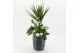 Arrangementen kerst XMASXL-2514 Kerst XL 3 pp 