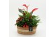 Arrangementen kerst XMASXL-2525 Kerst XL 3 pp 