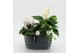 Arrangementen kerst XMASXL-2516 Kerst XL 3 pp 