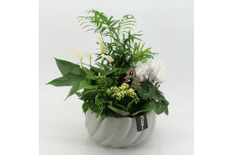 Arrangementen kerst XMASXL-2508 Kerst XL 5 pp Arrangementen kerst XMASXL-2508 Kerst XL 5 pp