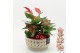 Arrangementen kerst XMASXL-2521 Kerst XL 3 pp 