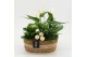 Arrangementen kerst XMASXL-2526 Kerst XL 3 pp 
