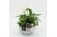 Arrangementen kerst XMASXL-2510 Kerst XL 3 pp 