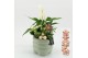 Arrangementen kerst XMASXL-2502 Kerst XL 3 pp 