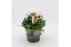 Arrangementen tuinplanten ODXM-2554 Xmas Outdoor 2 pp 