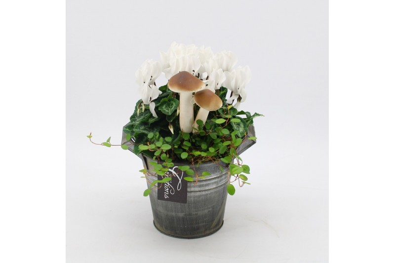 Arrangementen tuinplanten ODXM-2554 Xmas Outdoor 2 pp Arrangementen tuinplanten ODXM-2554 Xmas Outdoor 2 pp