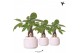 Pachira aquatica Kolibri Greens Pachira in Maze pot white 1 pp 