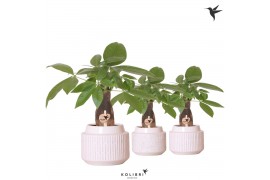 Pachira aquatica Kolibri Greens Pachira in Maze pot white 1 pp