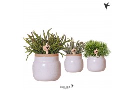 Rhipsalis mix Kolibri Greens Rhipsalis mix in Vintage Bowl pot white 1