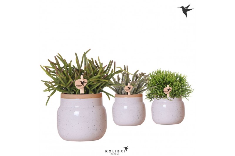 Rhipsalis mix Kolibri Greens Rhipsalis mix in Vintage Bowl pot white 1 Rhipsalis mix Kolibri Greens Rhipsalis mix in Vintage Bowl pot white 1