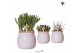 Succulenten mix Kolibri Greens Succulenten mix in Vintage Bowl pot whi 