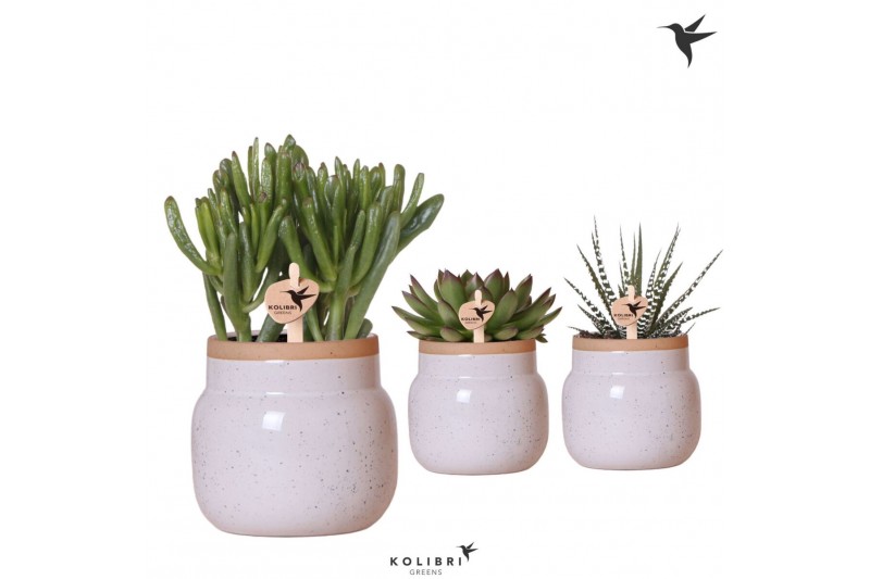 Succulenten mix Kolibri Greens Succulenten mix in Vintage Bowl pot whi Succulenten mix Kolibri Greens Succulenten mix in Vintage Bowl pot whi