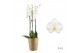 Phalaenopsis anthura oxford Duetto - 3 tak, 30+ bloem 