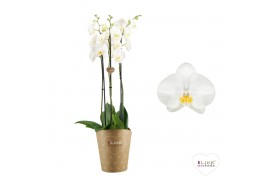 Phalaenopsis anthura oxford Duetto - 3 tak, 30+ bloem