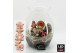 Arrangementen hippeastrum HICR-2509RLED Kerst Amaryllis terrarium 1 pp 