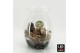 Arrangementen hippeastrum HICR-2506WLED Kerst Amaryllis terrarium 1 pp 