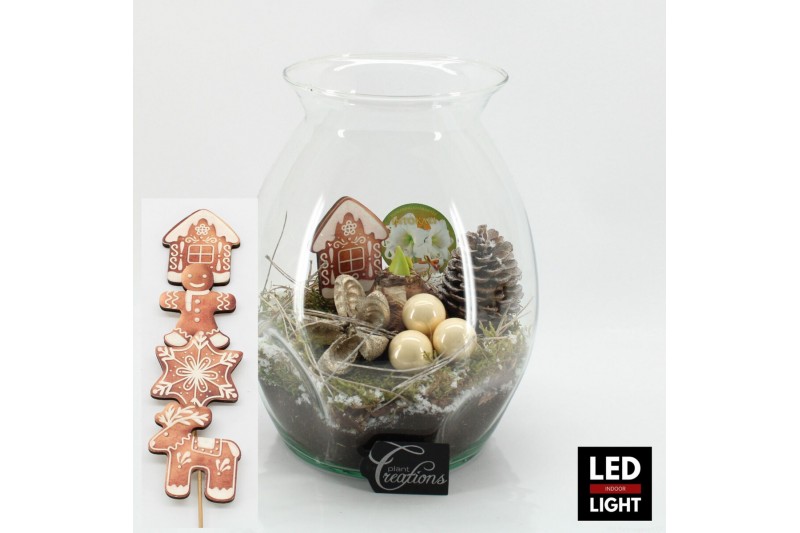 Arrangementen hippeastrum HICR-2509WLED Kerst Amaryllis terrarium 1 pp Arrangementen hippeastrum HICR-2509WLED Kerst Amaryllis terrarium 1 pp