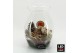 Arrangementen hippeastrum HICR-2506RLED Kerst Amaryllis terrarium 1 pp 