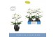 Phalaenopsis wit Balletto Wing 2 spike in Abruzzo Black Aquo 16 bl. 2  