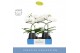 Phalaenopsis wit Balletto Wing 2 spike in Abruzzo Black Aquo 16 bl. 2  