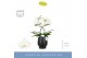 Phalaenopsis wit Balletto Wing 2 spike in Abruzzo Black Aquo 16 bl. 2  