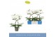 Phalaenopsis anthura madrid 2 tak 