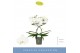 Phalaenopsis anthura madrid 2 tak 
