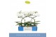 Phalaenopsis anthura madrid 2 tak 