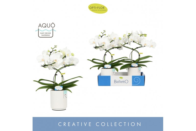 Phalaenopsis anthura madrid 2 tak in white molise aquo 
