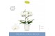 Phalaenopsis anthura madrid 2 tak in white molise aquo 