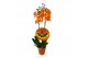Phalaenopsis halloween 2 tak 