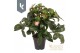 Helleborus hgc ice n roses early rose 