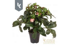 Helleborus hgc ice n roses early rose