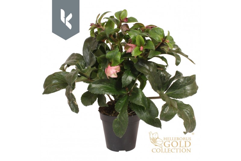 Helleborus hgc ice n roses early rose 
