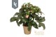 Helleborus hgc ice n roses early rose Gouden pot 