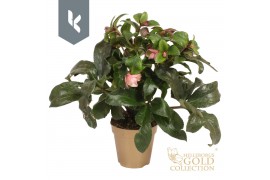Helleborus hgc ice n roses early rose Gouden pot
