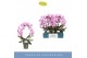 Phalaenopsis 2 tak boog 