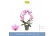 Phalaenopsis 2 tak boog 