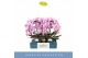 Phalaenopsis 2 tak boog 