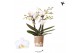 Phalaenopsis multiflora wit 3 tak zurich kolibri orchids 